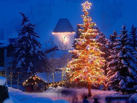 Wallpaper Backgrounds: Beautiful Christmas Trees