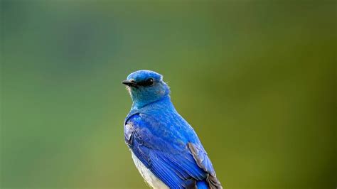 Wallpaper de un pájaro azul   1366x768 :: Fondos de ...