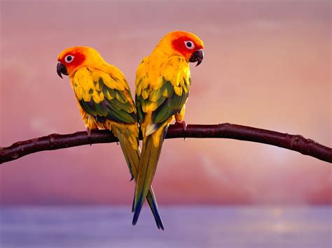 WALLPAPER: Exotic Birds Wallpapers