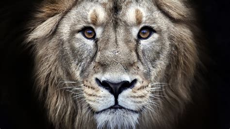 Wallpaper Lion, HD, 4K, Animals, #6914