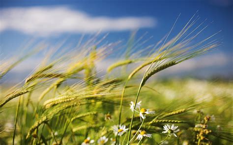 Wallpaper : sunlight, sky, field, wind, Chamomile, wheat ...