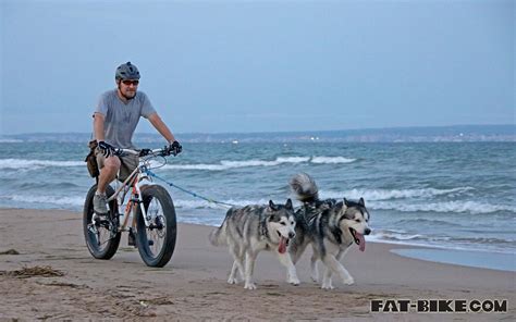 Wallpaper Wednesday – Javier Goes Fat bikejoring | FAT ...