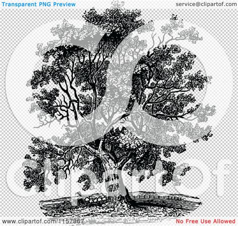 Walnut Tree Clip Art | www.imgkid.com   The Image Kid Has It!