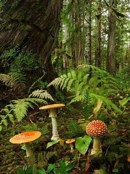 Washington State s rain forest growth | Beautiful ...