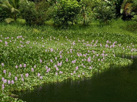 Water hyacinth  Eichhornia crassipes  | Feedipedia