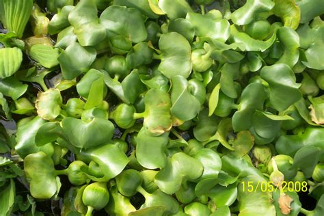 Water Hyacinths   Eichhornia crassipes major   Floating ...