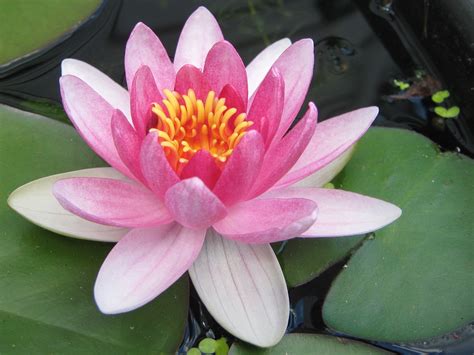 Water lilies – Free wallpapers