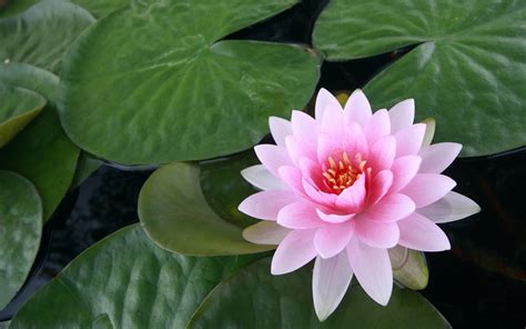 Water Lily Wallpapers   Wallpaper Cave