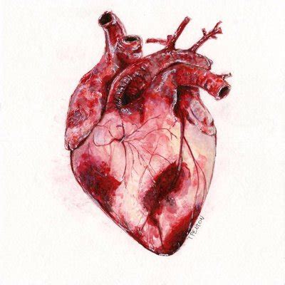 Watercolor Human Heart by taylorpentonart on DeviantArt