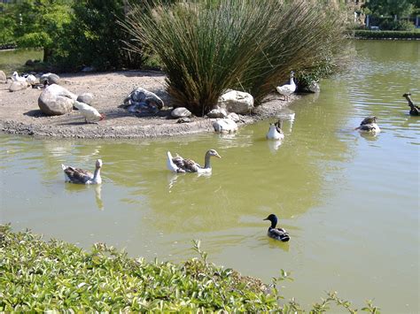 Waterfowl in Paloma Park, Benalmadena, Malaga | ZooChat
