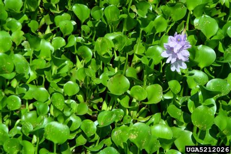 waterhyacinth: Eichhornia crassipes  Liliales: Pontederiaceae