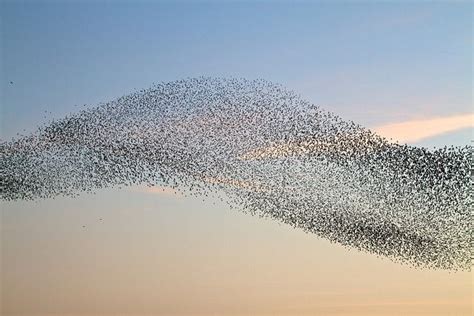Waves of Birds | Fotos aves | Pinterest | Fotos aves ...
