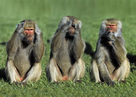 We 3 monkeys | Magesty | Pinterest | Monkey