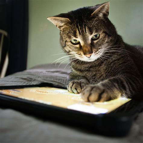 We Answer Google’s Top Cat Questions of 2014   Catster