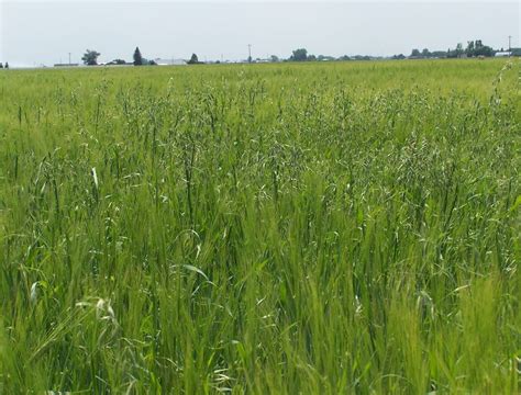 Weeds to Watch in Barley and Wheat: Kochia, Wild Oat ...