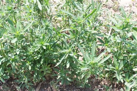 Weeds to Watch in Barley and Wheat: Kochia, Wild Oat ...