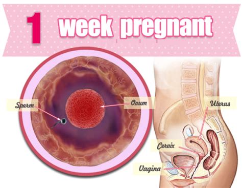 Week 1 Pregnancy   Signs, Symptoms, Tips, What to Expect ...