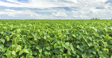 Weekly Soybean Review | Farm Futures