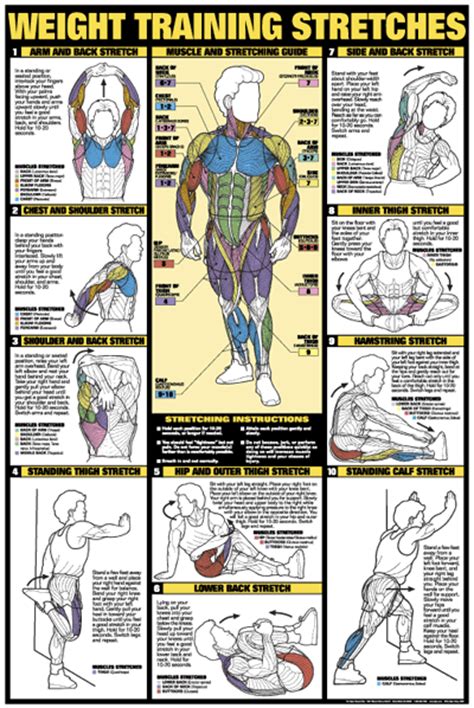 Weight Training Stretches Poster   Laminated  Fitness Charts
