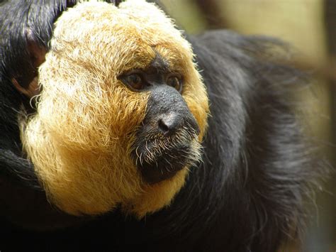 Weird Looking Monkey Species   Listoid