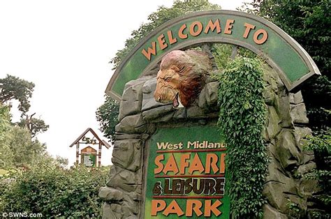 West Midlands Safari Park rhinos charge at family s car ...