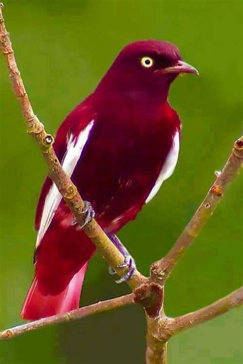 What a beautiful red bird | Birds | Pinterest | Bird ...