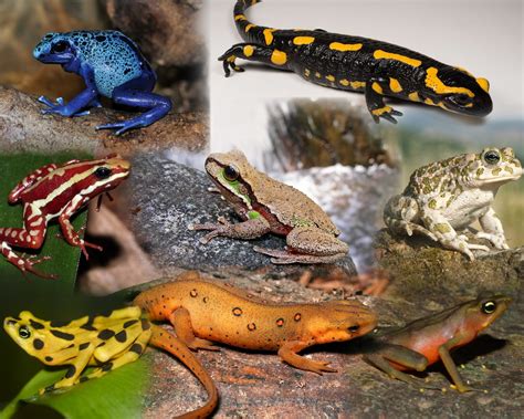 What are Amphibians? The Species of the World in Images