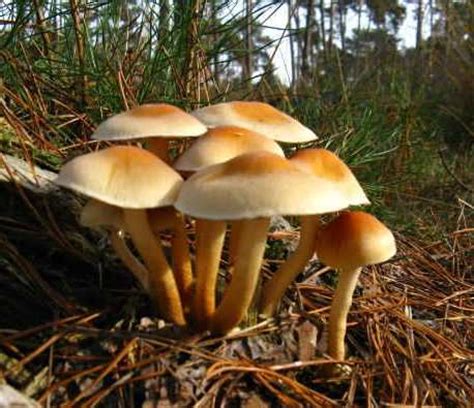 What are fungi? – The Geek City – Your questions answered