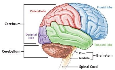 What are the 3 parts of the brain?   Quora
