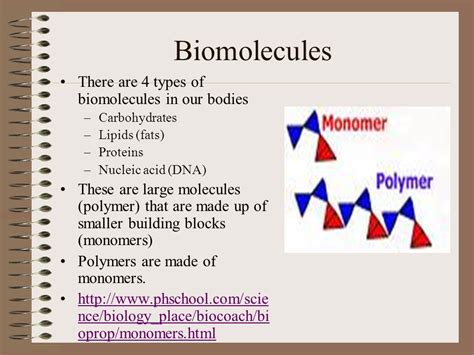 What are the four types of biomolecules? ppt download