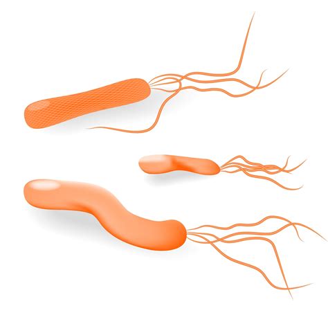 What Are The H. Pylori Natural Treatment Options?