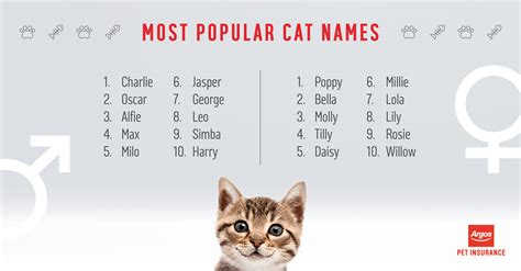 What are the most popular cat names   Argos Pet Insurance