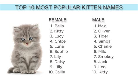 What Are the Most Popular Kitten Names of 2012?