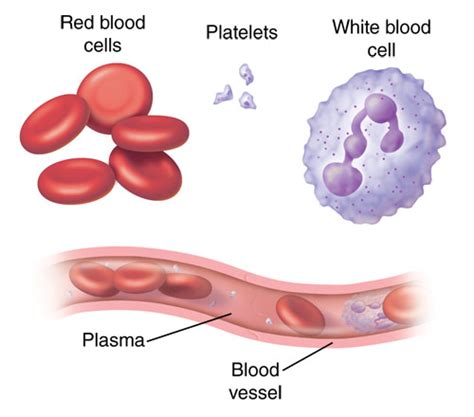 What Are White Blood Cells?