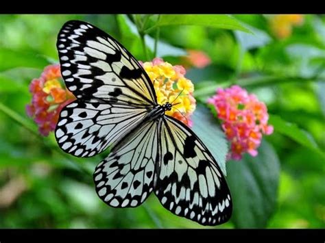 What Do Butterflies Eat: Facts About Butterflies   YouTube