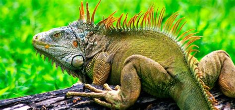 What Do Iguanas Eat? Understanding The Nutritional ...