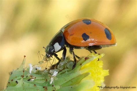 What do Ladybugs Eat? | Nature, Cultural, and Travel ...