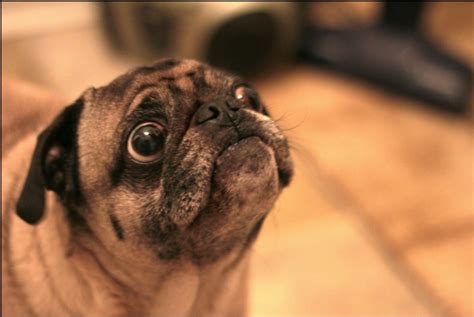 What Do Mean It s Not Friday Yet???   About Pug