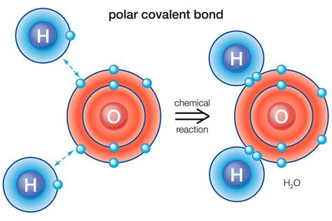 What Is a Polar Bond? Definition and Examples
