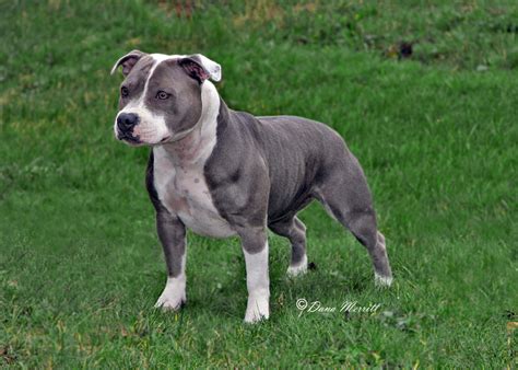 What is a Staffordshire Bull Terrier   Page 3 of 4   The ...