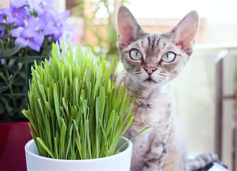 What Is Cat Grass? Learn How to Grow Cat Grass Indoors | petMD