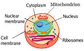 What Is Mitochondria?   Definition, Functions & Quiz ...