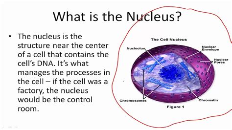 What Is Nucleus | www.pixshark.com   Images Galleries With ...