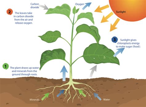 What is Photosynthesis | Smithsonian Science Education Center
