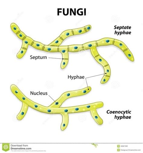 What is the anatomy of fungi cells?   Quora