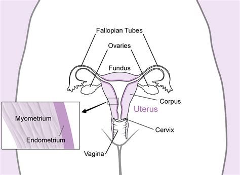 What Is The Function Of Ovaries | Male Models Picture