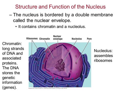 What Is The Function Of The Nucleus – craftbrewswag.info