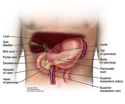 What is the Pancreas?   Pancreatic Cancer Action Network