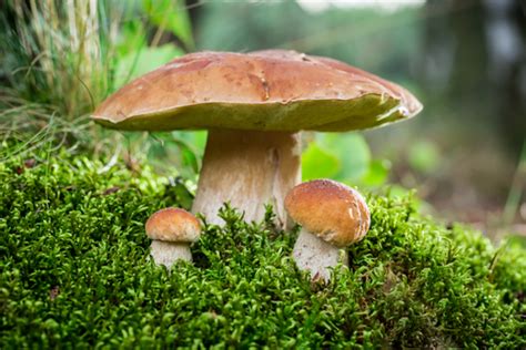 What Makes a Fungus a Fungus?   Jake s Nature Blog