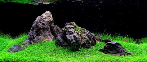 What s Your Aquascape Style? | CFLAS